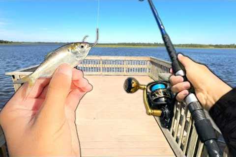I Caught a BIG Fish at a NEW Pier! (Saltwater Fishing)