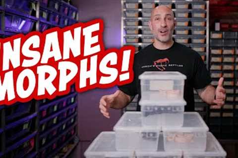 Insane Boa Morphs - Old School Video Style Meets Rare &amp; Legendary Morphs