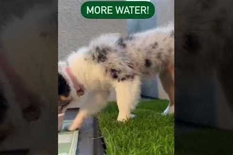 How to potty train your puppy?