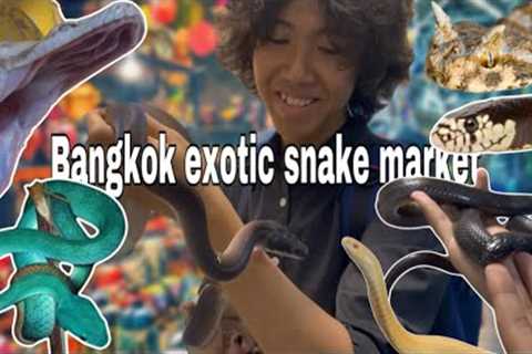 Let's check some exotic snakes|At the biggest exotic animal market in Southeast Asia 🐍