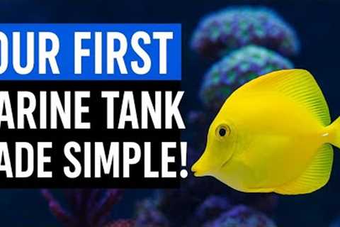 Beginner's Guide to Marine Fish Aquarium | Step-by-Step Saltwater Tank Setup