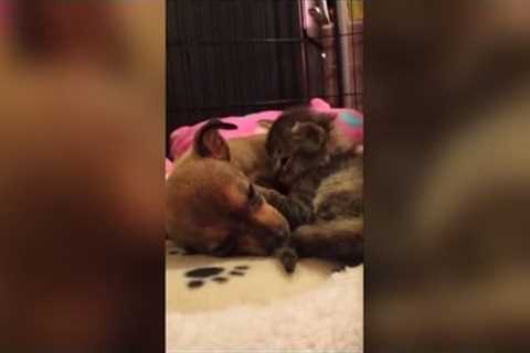 10 Unlikely Animals Who Became Best Friends This Year