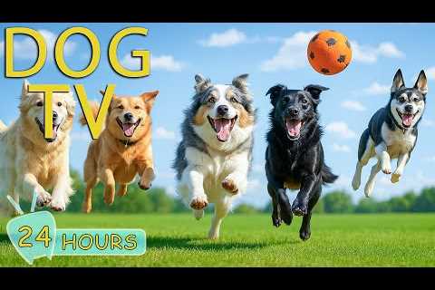 DOG TV: Videos Prevent Boredom &amp; Stress All Day for Dogs When Home Alone - Best Music for Dogs
