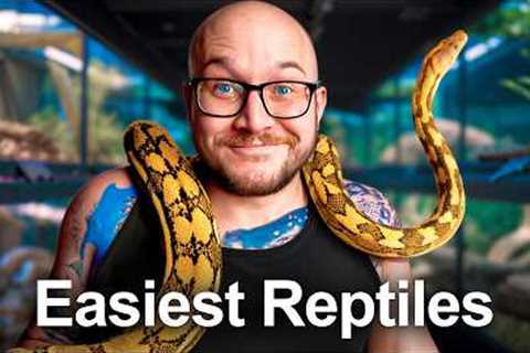 The 5 EASIEST Reptiles You Don't Know About