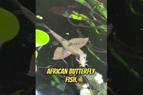 Top 5 Coolest Freshwater Aquarium Fish