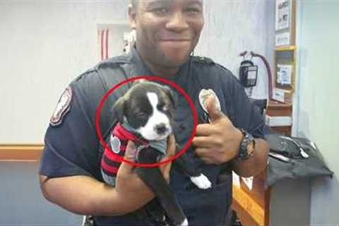 When A K9 Puppy Got His First Day On The Job! 😂 Funny Dog Videos 2025