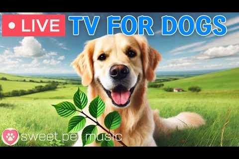 🔴24 Hours of Dog TV🎵🐶Calming Sleep Music for Dogs🐾🩷Soothing Music to Reduce Dog Stress and..