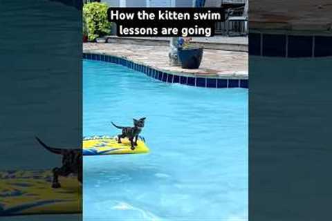 Man Spends Time Teaching Kitten How To Swim