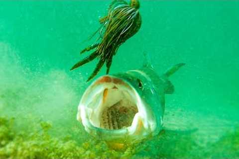 **Insane Underwater Footage** Fish Attacking Lures And Bass Fishing Tips!