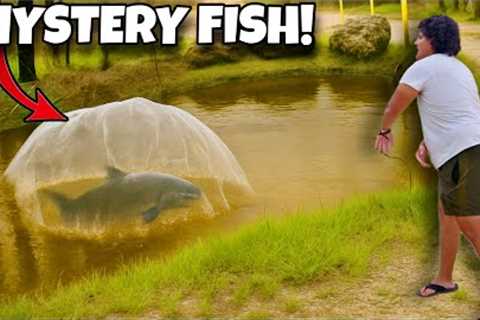 Mystery Fish Broke My Net… So We Set a Trap!