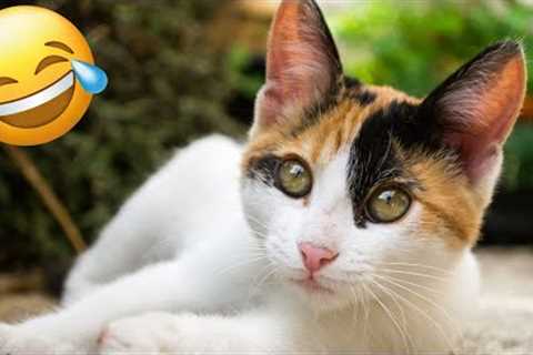 Cats Make Life AMAZING! 😹 Funny Cat videos