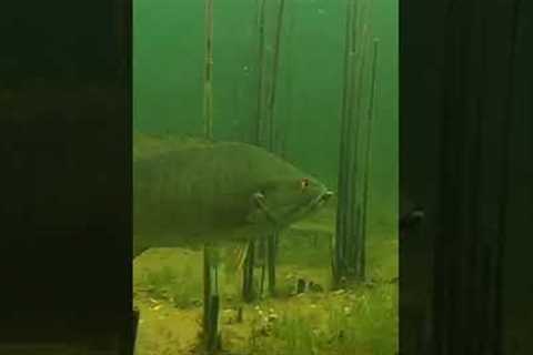 UNDERWATER Footage of FISH INHALING Drag n’ Drop BAIT! #Shorts