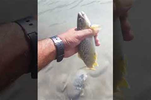 fly fishing for trout #catch and release
