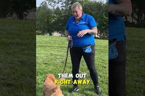 Puppy Potty Training Hack