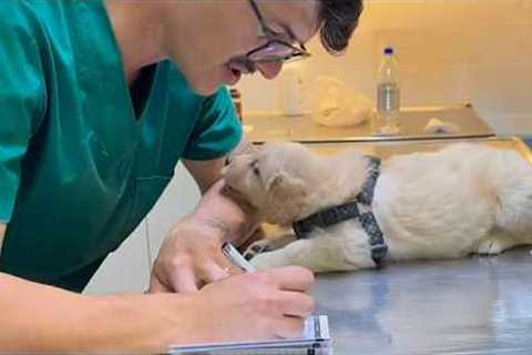 Dogs Who Totally Distract Vets During Checkups! 🤣 Funniest Dog Reactions!