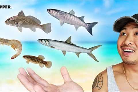 Fishing w/ 5 Kinds of LIVE Bait! (Catch &amp; Use Bait for BIG Fish)