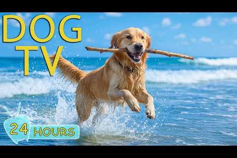 DOG TV: Video Fun to Keep Dogs Entertain All Day When Home Alone - Best Anti-Anxiety Music for Dogs