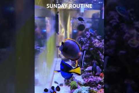 Man Spends His Life Cleaning Aquarium Glass.. 😉 #aquarium #saltwateraquarium #fish #coralreef #sea