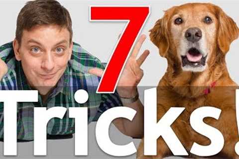 7 Dog Tricks in 5 Minutes!