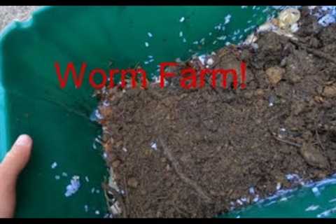 How to Start a Worm Farm - Worm Farm for Fishing!
