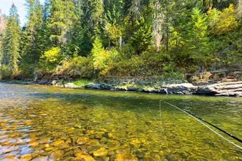 This small stream in Idaho is PACKED with fish (fly fishing for trout)