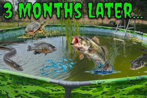 Three Months Ago I Started A Pool Pond Ecosystem... Here's What Happened!