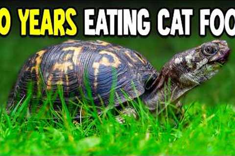 Turtle Lives on Kitchen Floor and Fed Cat Food for 50 Years... Turtle Horror Stories