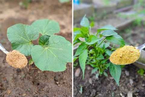 Just ONE Tablespoon! This Microbe Hack Made My Garden Explode! (No Cost, No Chemicals)