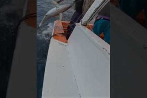 CATCHING BIG TUNA: YOU WON’T BELIEVE THIS FISHERMAN!”. #fishing #tuna #bigfish #frenchpolynesia