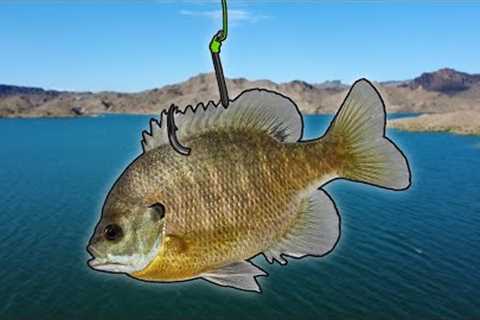 Can I Catch A MONSTER Fish In This Desert Oasis?