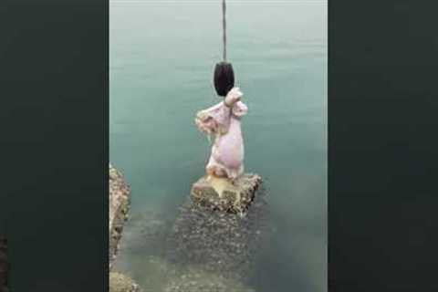 fishing crab with chicken