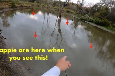 When you see THIS on top of the water, the CRAPPIE are close by! Creek Crappie Fishing!