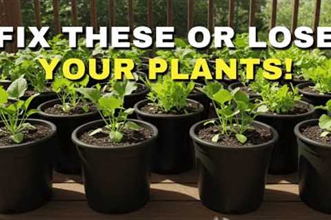 7 Container Garden Mistakes That Kill Plants (and How to Fix Them!)