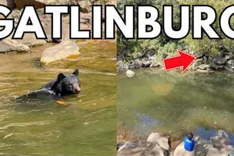 Gatlinburg Black Bear Swimming In The River &amp; Looking For Trout!