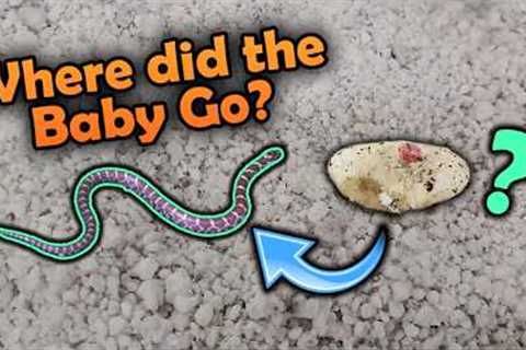Our Milksnakes Hatched!! Then escaped...