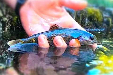 10 Trout Fishing Tips for Creeks - Flies on a Spinning Rod, Flies on a Drop Shot and More!
