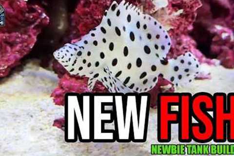 First Fish Added to My 200-Gallon FOWLR Tank! | Newbie Tank Build 2.0