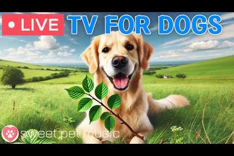 🔴24 Hours of Dog TV🎵🐶Relaxing Dog Music for Sleep🐾🩷Soothing Music for Dogs with Stress and..