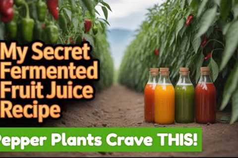 The Fermented Fruit Juice 'Hack' That Beats Expensive Fertilizers for Peppers