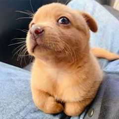 You Will Die Laughing At These FUNNY PUPPIES 🤣 Funny Animals Video