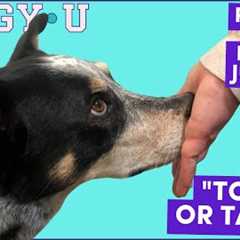 Hand Touch for Loose Leash Walking, Recall, Reducing Puppy Biting & Jumping: Hand Target..