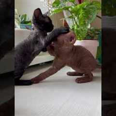 Adorable Baby Cats: Training Tips and Funny Moments!