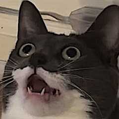 The Funniest Cat Talking Moments😹Funny Cat Videos