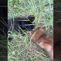 How to Train Your Puppy - The FIRST Steps in Puppy Training!