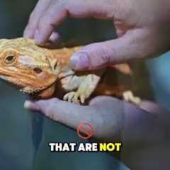 Low Maintenance Exotic Pets That Won't Drive You Bananas