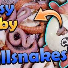 *Snow* Bullsnakes Hatching!