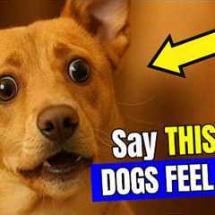 6 Words That Make Your Dog Know You Love Them (Instantly!) | Smart Dog