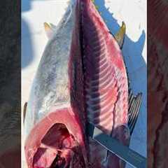 Stop WASTING Your Bluefin Tuna! #shorts #fishing