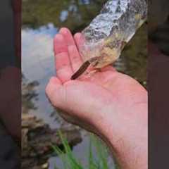 Makeshift trap for catching minnows to use as fishing bait. Or to eat