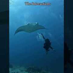 Exploring the 27 dive sites of Addu Atoll, Maldives #Travel #Diving